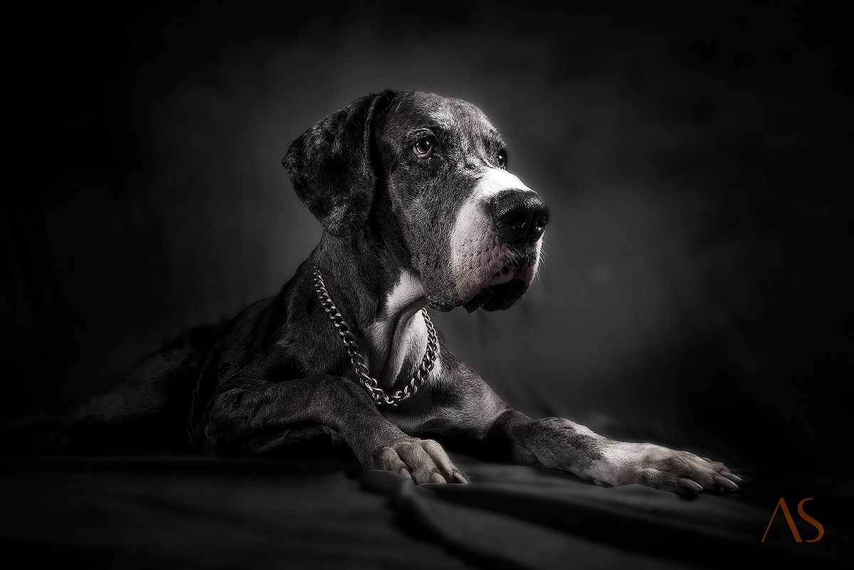 Pet portraits by Akkil Suvarna