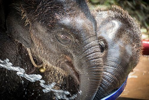 Baby elephants at Elephantstay in Ayutthaya, Thailand.