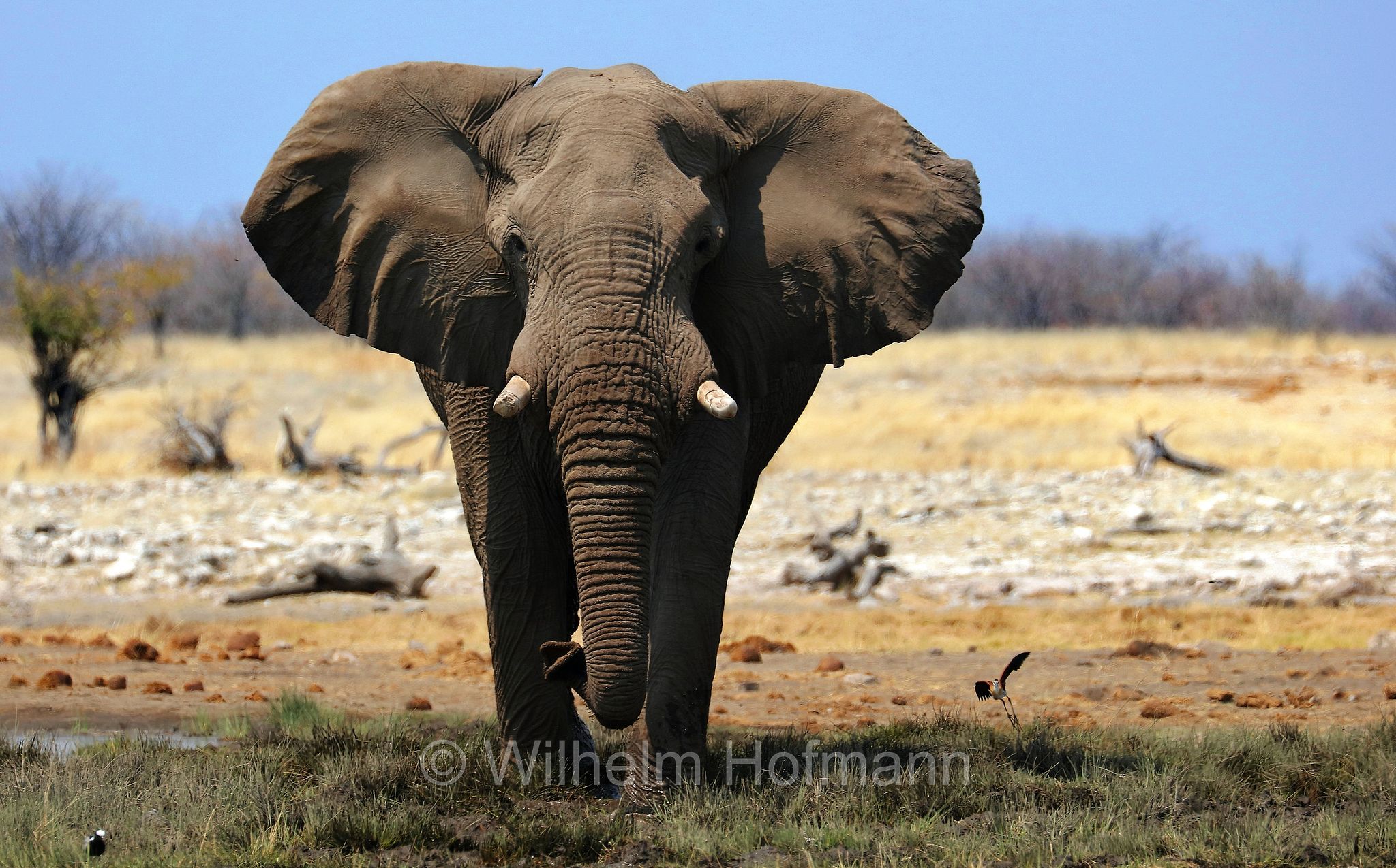 African bush elephant, African savanna elephant, Afrikanischer Elefant, Afrikanischer Buschelefant, Afrikanischer Savannenelefant, Afrikanischer Steppenelefant, elefanto africano, elefanto africano di savana, Etosha-Nationalpark, Etosha National Park, parco nazionale d'Etosha, Namibia