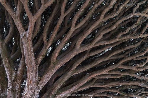 Verzweigter Drachenbaum