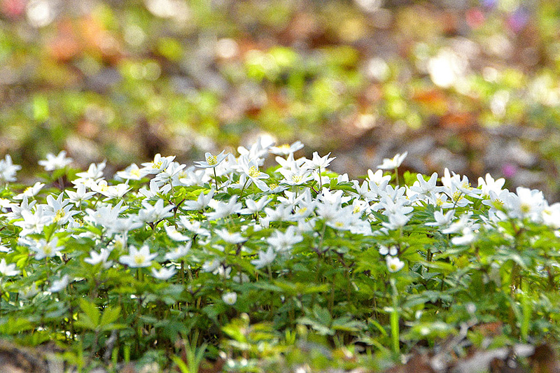 Kevad on olnud kuiv ja vähese vihmaga.