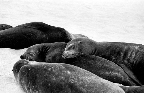 Leone marino | Otaria flavescens