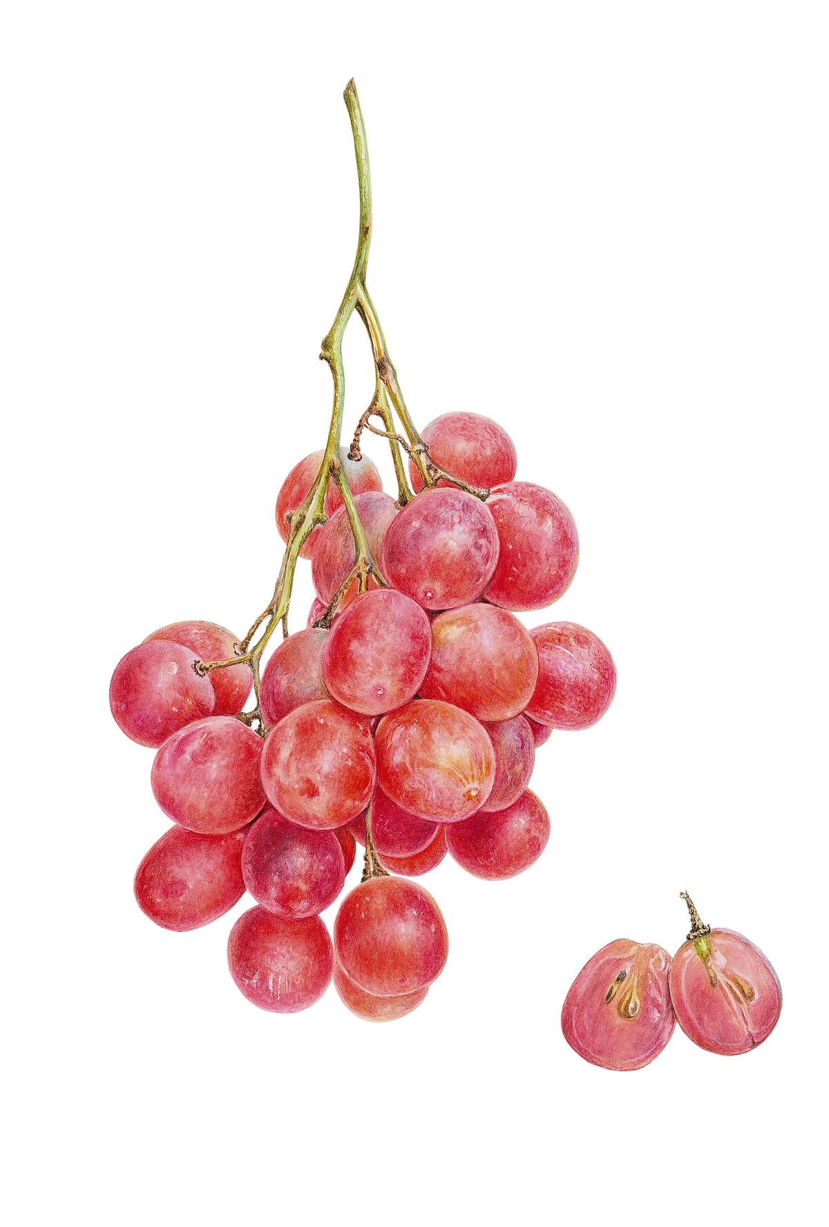 Botanical Illustration of Red Grapes