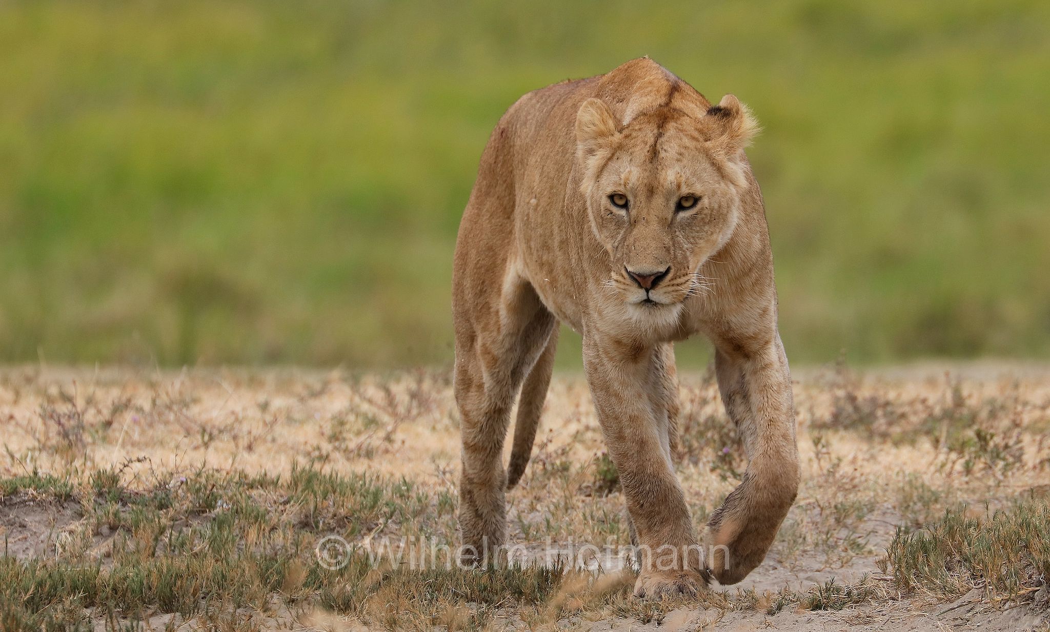 Lion, Ngorongoro Conservation Area, Tanzania, Löwe, leone, panthera leo melanochaita, Ngorongoro Krater, Tansania, Magadisee, lake magadi, lake magad, area di conservazione di Ngorongoro