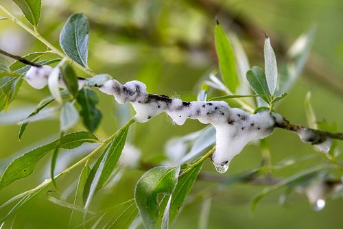Aphrophora salicina - Weiden-Schaumzikade
