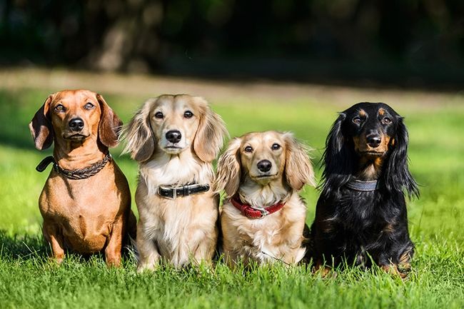 Fotografia de animais de estimação em grupo