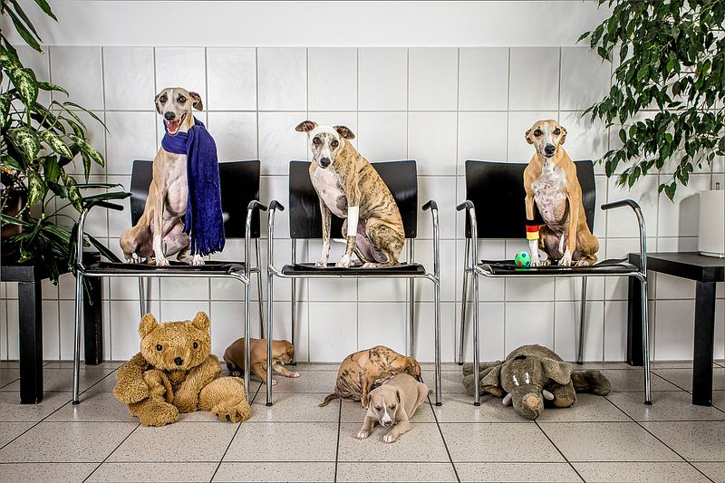 Los mejores amigos del hombre