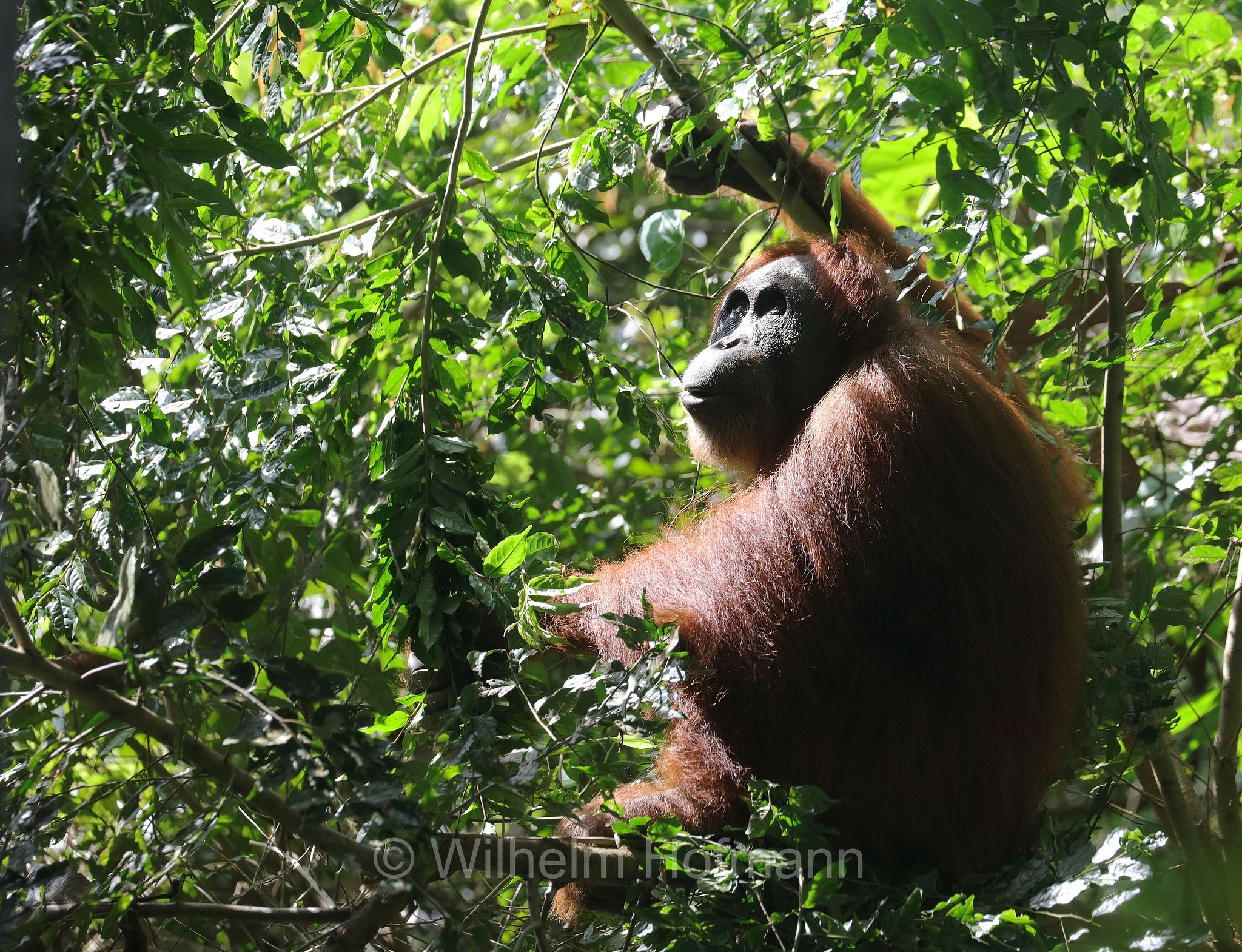 Sumatran orangutan, Sumatra-Orang-Utan, orango di Sumatra, Pongo abelii, Gunung Leuser National Park, Nationalpark Gunung Leuser, parco nazionale di Gunung Leuser, Bukit Lawang, Sumatra, Indonesia, Indonesien