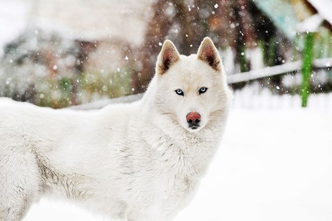 Composição de fotografia de inverno