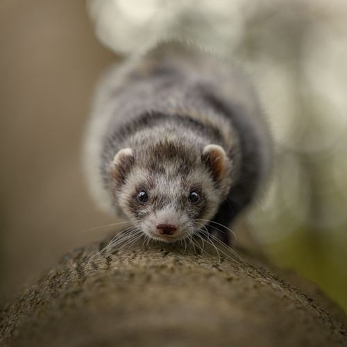 Alle dieren zijn welkom!