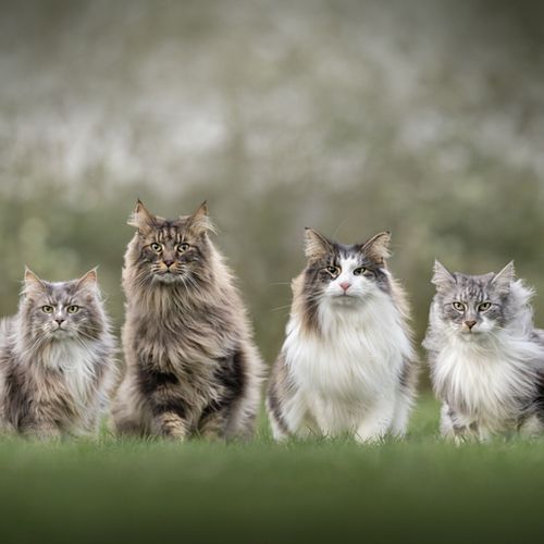 Nest-/groepsshoot t.w.v. &euro;200