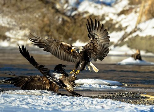 Best place for bald eagle photography workshop & guide tour in the US.  Located in the Midwest (Iowa & Illinois) and Alaska, United States.