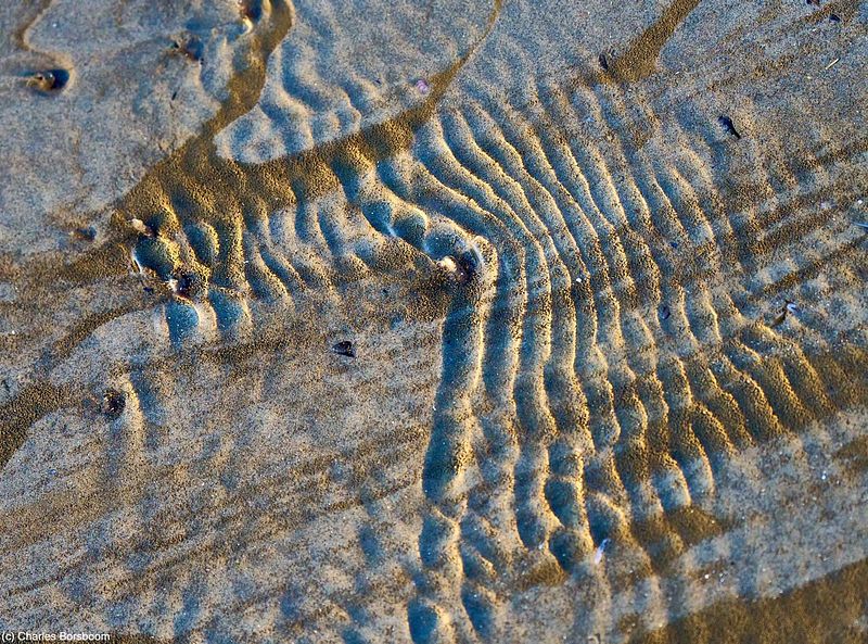 Midweek Oostelijke Waddenzee 5 dagen (4 - 8 mei 2026)