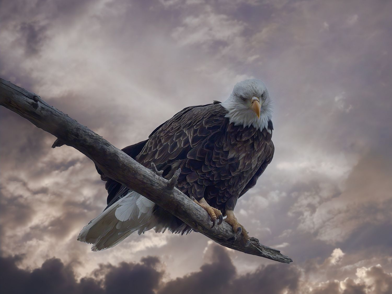 Boss Eagle