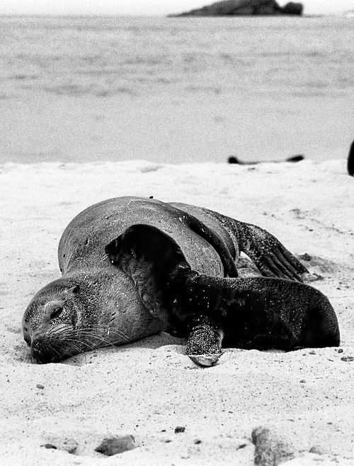 Leone marino | Otaria flavescens