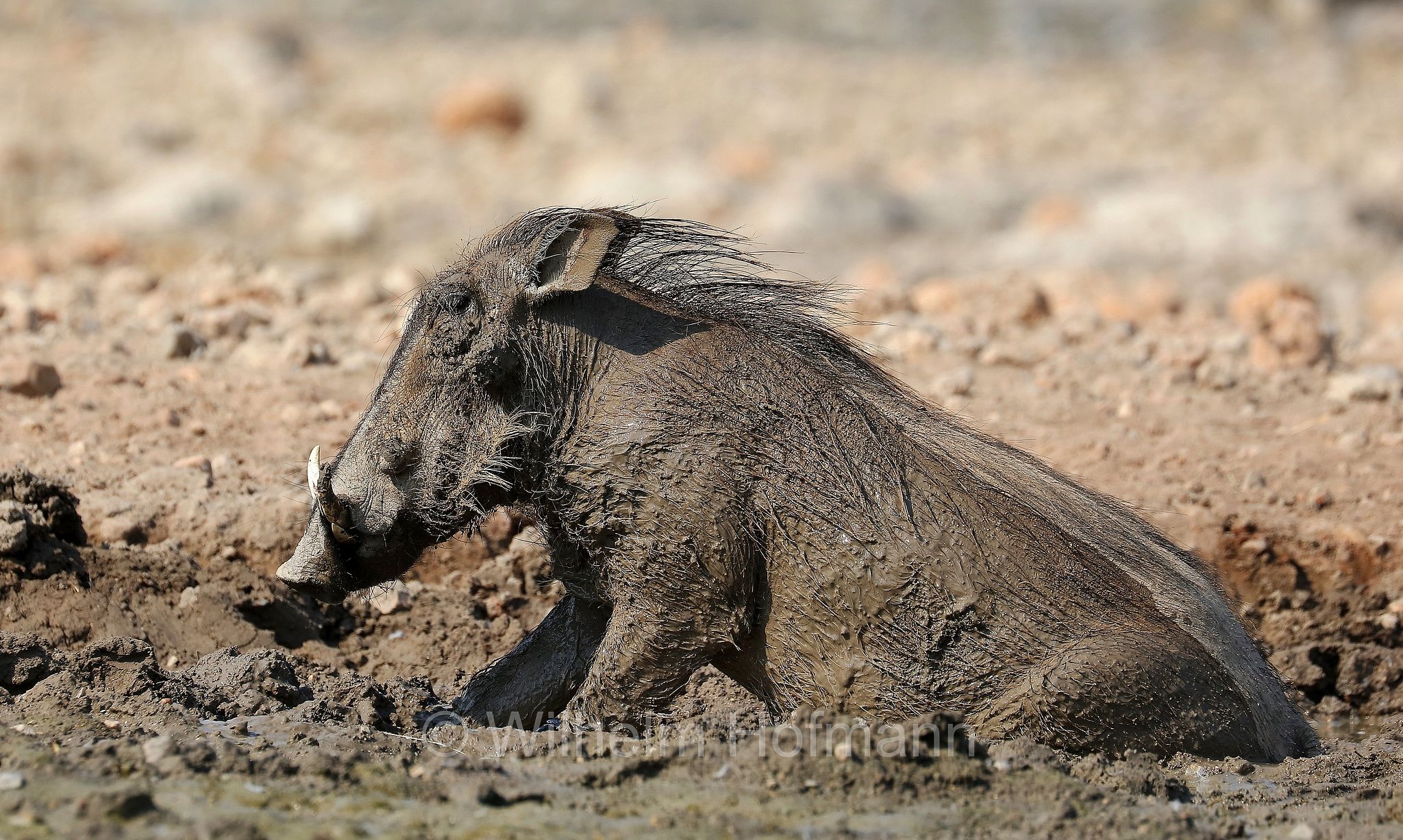 phacochoerus africanus, common warthog, Warzenschwein, facocero, facochero, Etosha-Nationalpark, Etosha National Park, parco nazionale d'Etosha, Namibia
