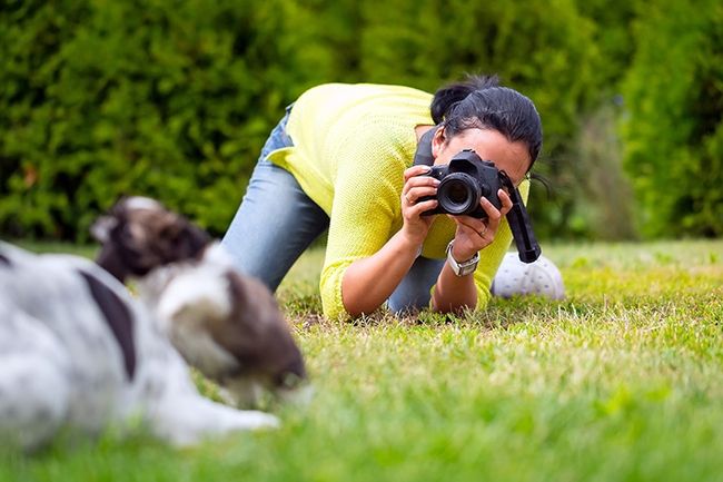 perro fotografía de mascotas