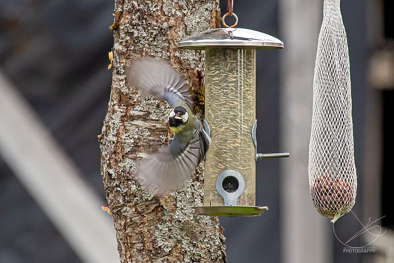 Studioet opnar kl 12 fredag 2. oktober