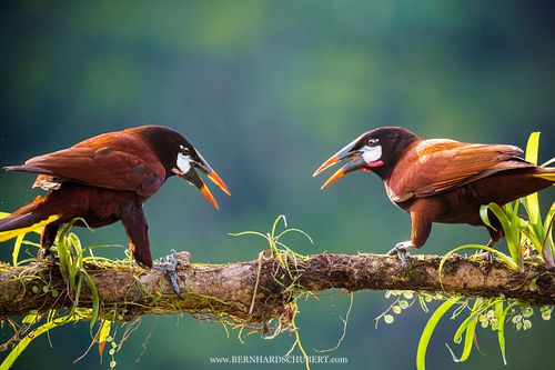 Montezuma oropendola