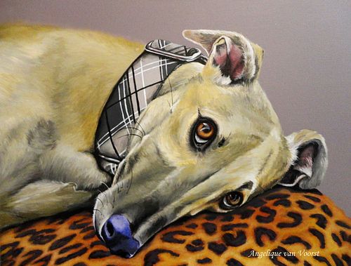 Galgo Español dog portrait with gentle and soulful gaze