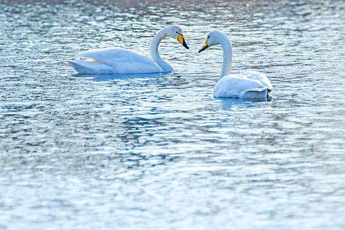 #lindudealbum#kevadarkab#blogifotod#loodusblogi