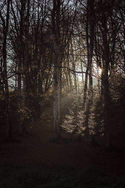 Bosco marchigiano al tramonto con fasci di luce tra gli alberi, paesaggio naturale suggestivo.
