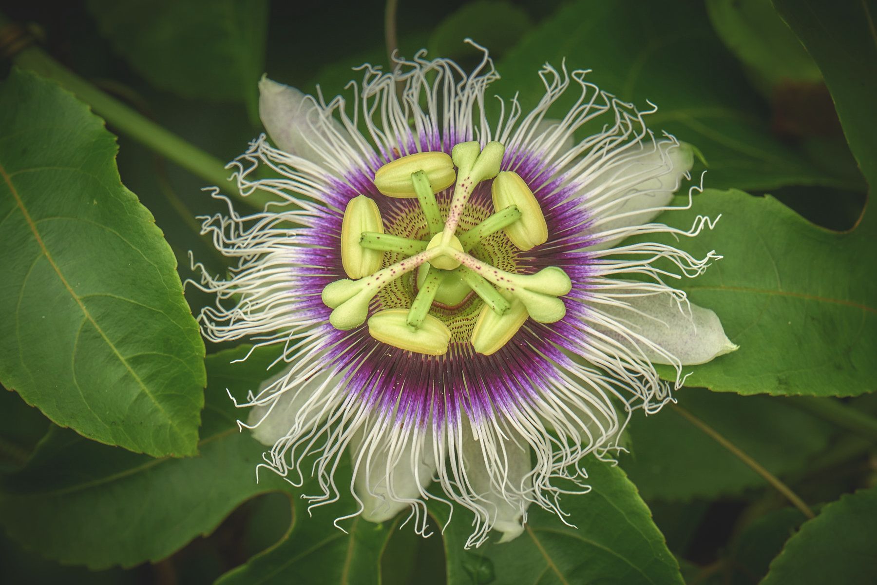 Lilikoi Blossom - Waipi'o, Hawaii