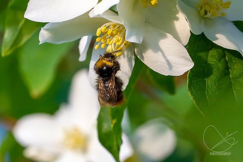 Sommarferie