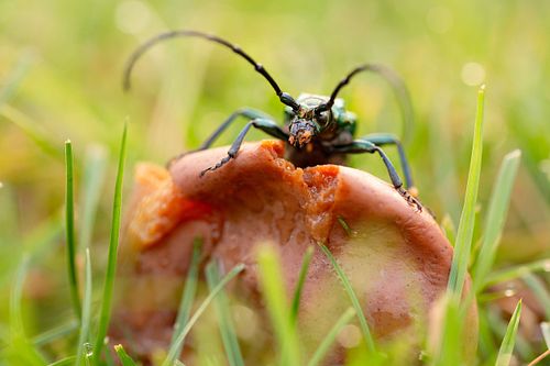 Aromia moschata - Musk beetle