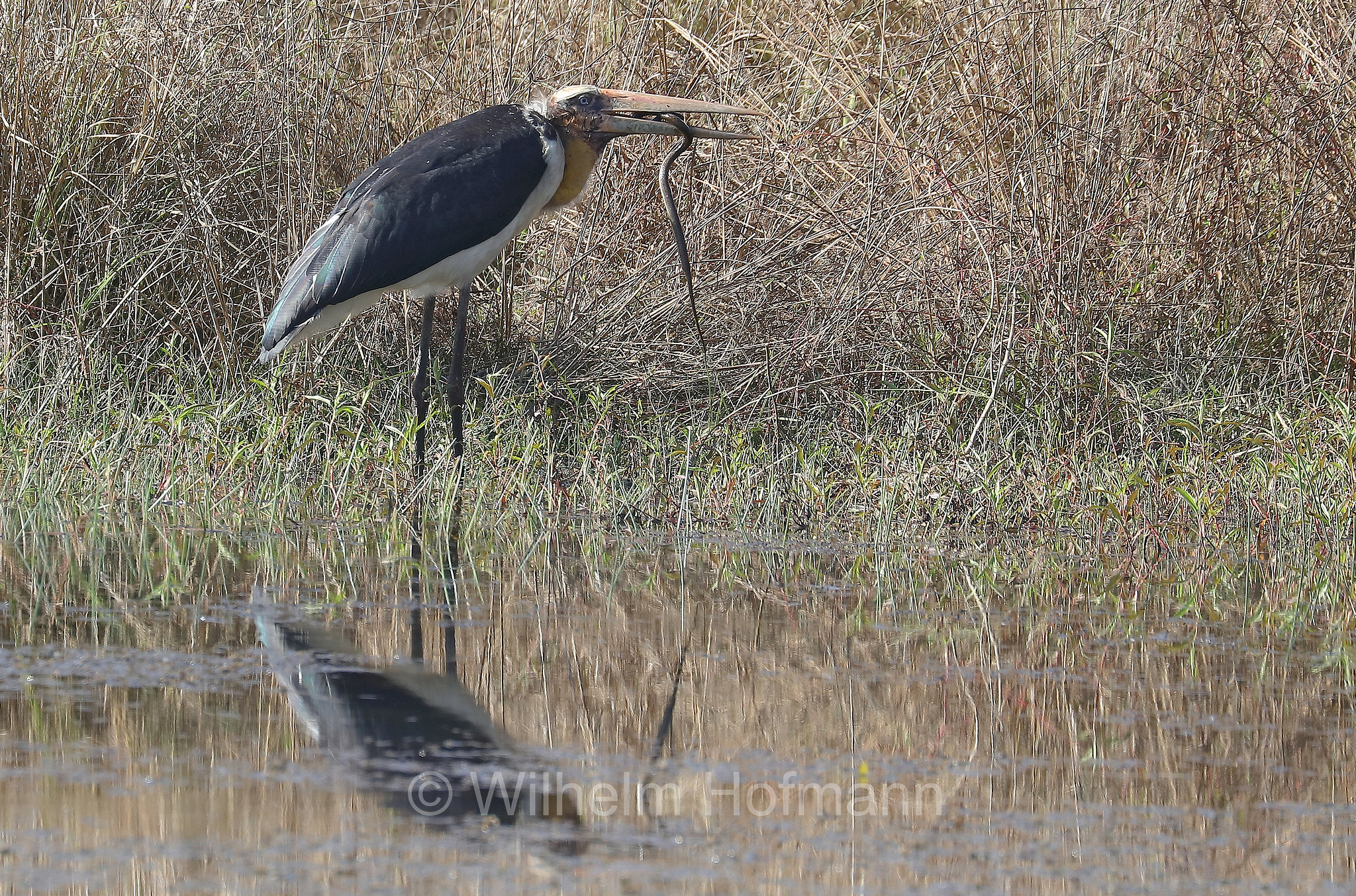lesser adjutant, Sundamarabu, Sunda-Marabu, Malaien-Storch, Java-Marabu, Kleiner Adjutant, marabù minore, Leptoptilos javanicus, Kanha National Park, Kanha-Nationalpark, parco nazionale di Kanha, Madhya Pradesh, India, Indien