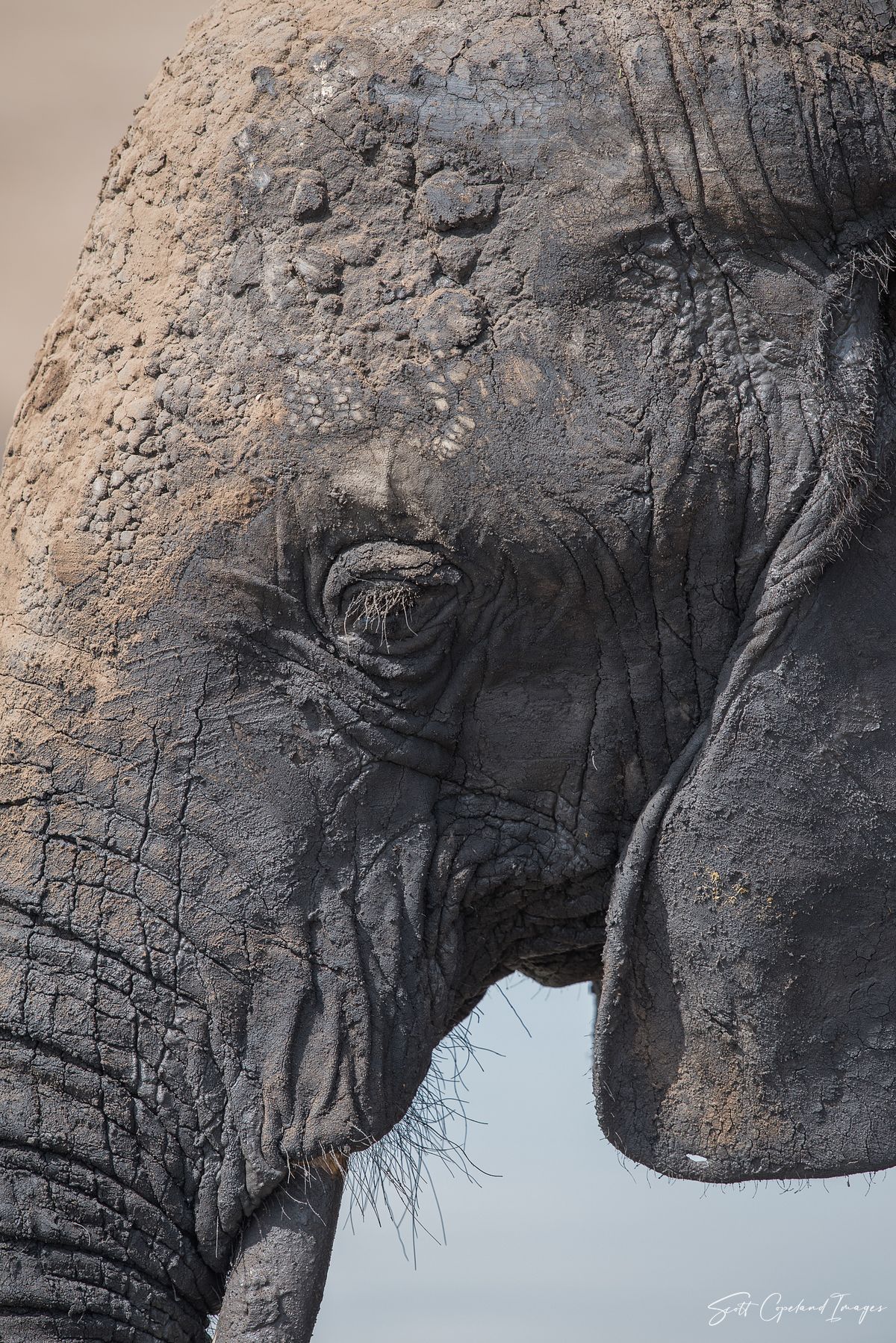 Elephant Profile