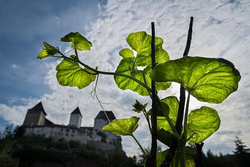 Im HEKS-Garten Burgdorf