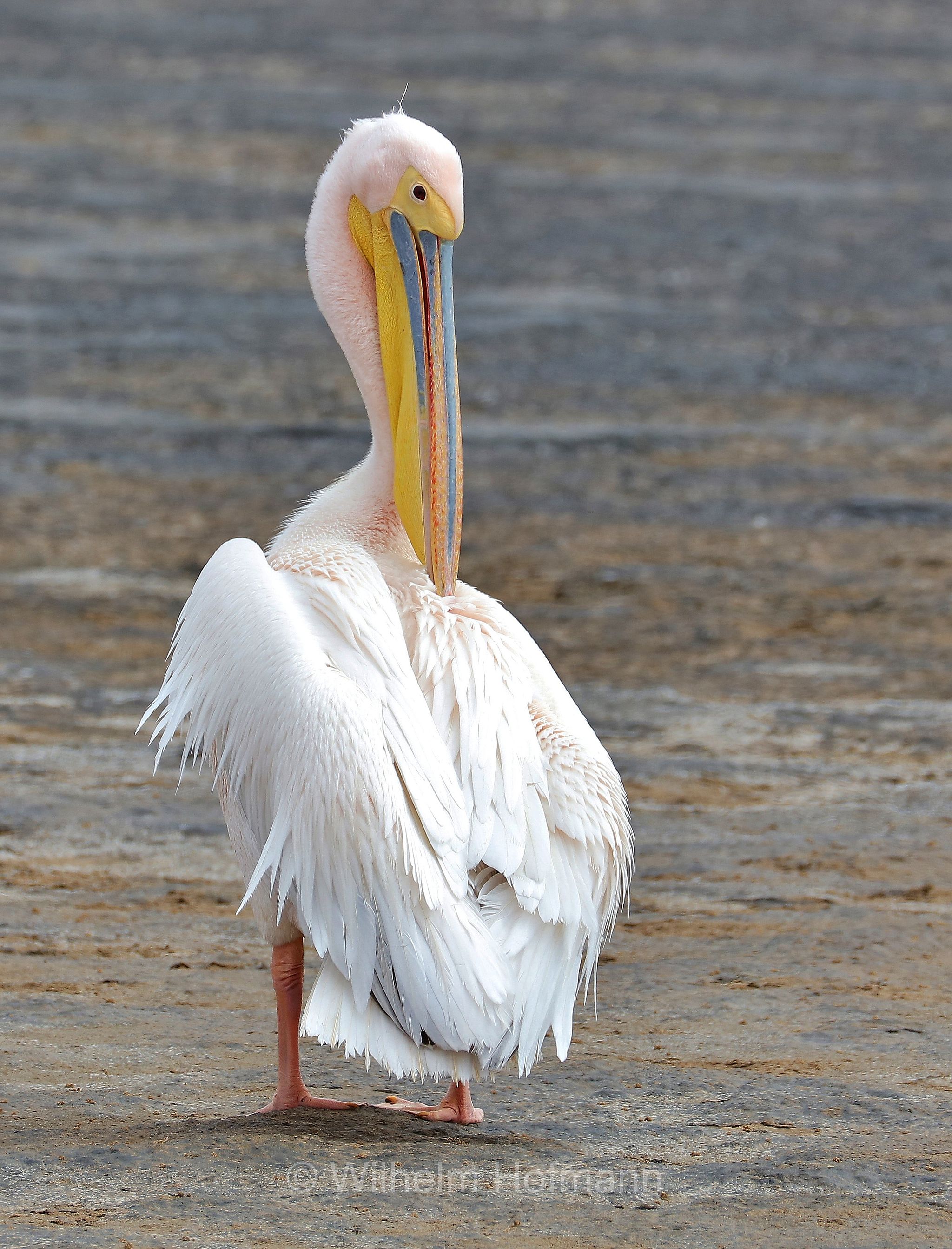 great white pelican, eastern white pelican, rosy pelican, white pelican, Rosapelikan, pellicano bianco maggiore, pellicano bianco comune, pellicano bianco orientale, pellicano rosato, Pelecanus onocrotalus, Walvis Bay Lagoon, Walfischbucht, Walvisbaai, Namibia