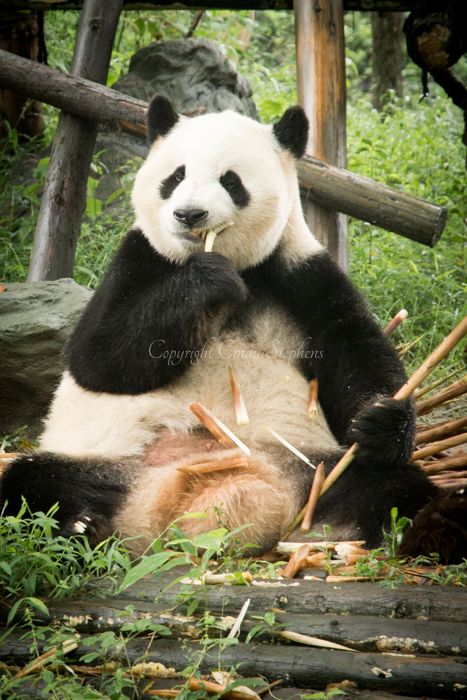 Large panda eating bamboo