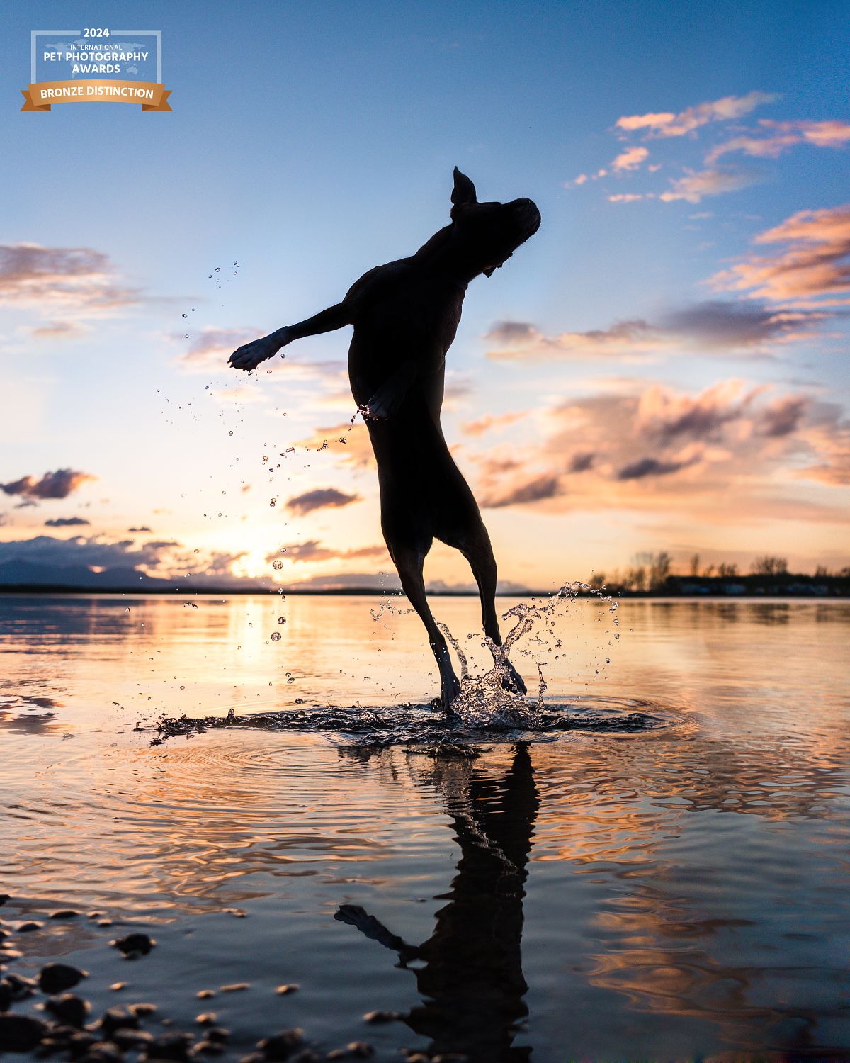 Dog silhouetted catching treats at sunset on water, emotional story telling dog portraiture photography