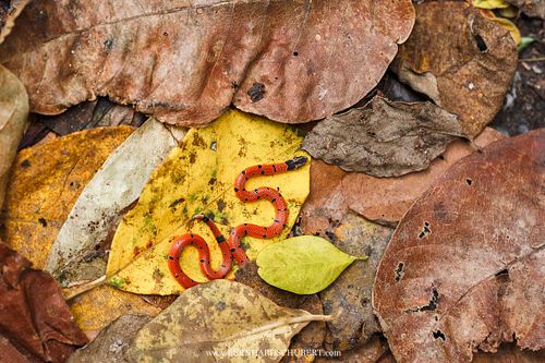 Calliophis maculiceps – Gefleckte Korallenotter