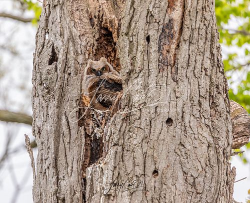 A pair of Great Horned Owlets perched in a dead tree waiting to be fed