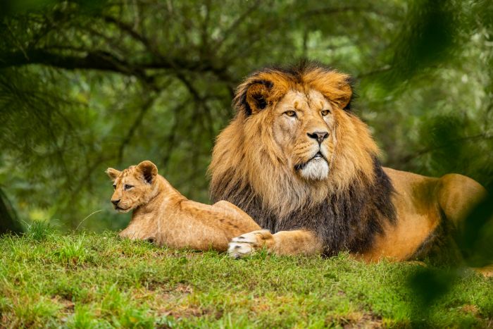 Imagen de un león y una leona.