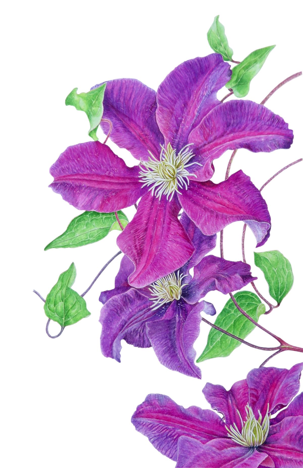 Botanical artwork of Clematis Jackmanii
