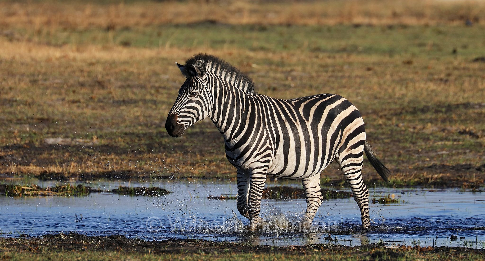 plains zebra, Steppenzebra, zebra di pianura, equus quagga, Moremi Game Reserve, Moremi-Wildreservat, Okavango Delta, Okavango Grassland, Botswana, Republik Botsuana