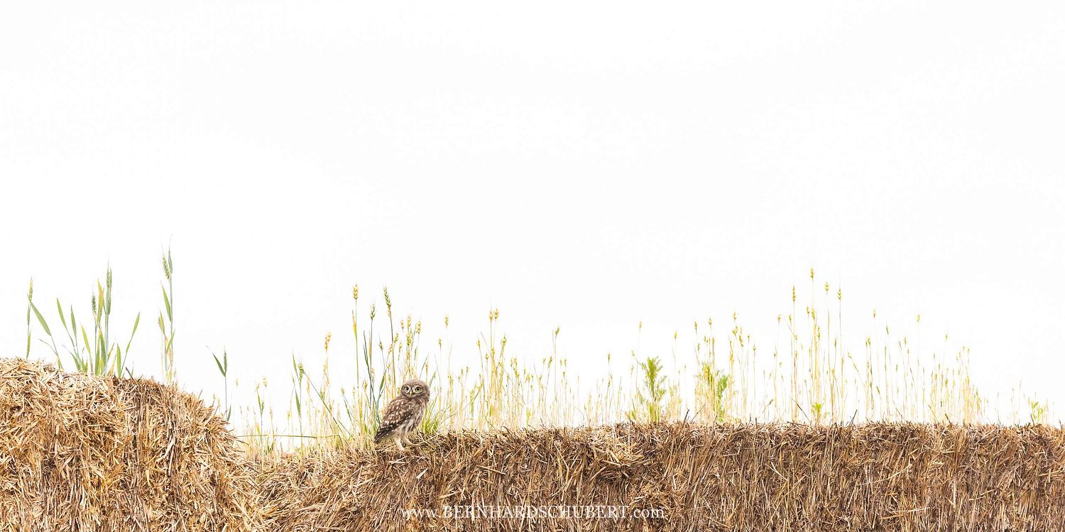 Athene noctua – Steinkauz