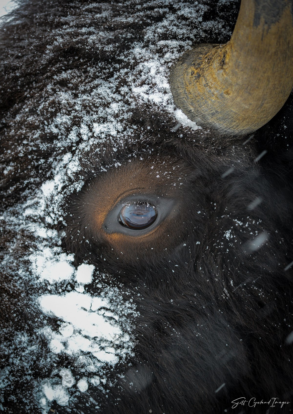 Face of Winter