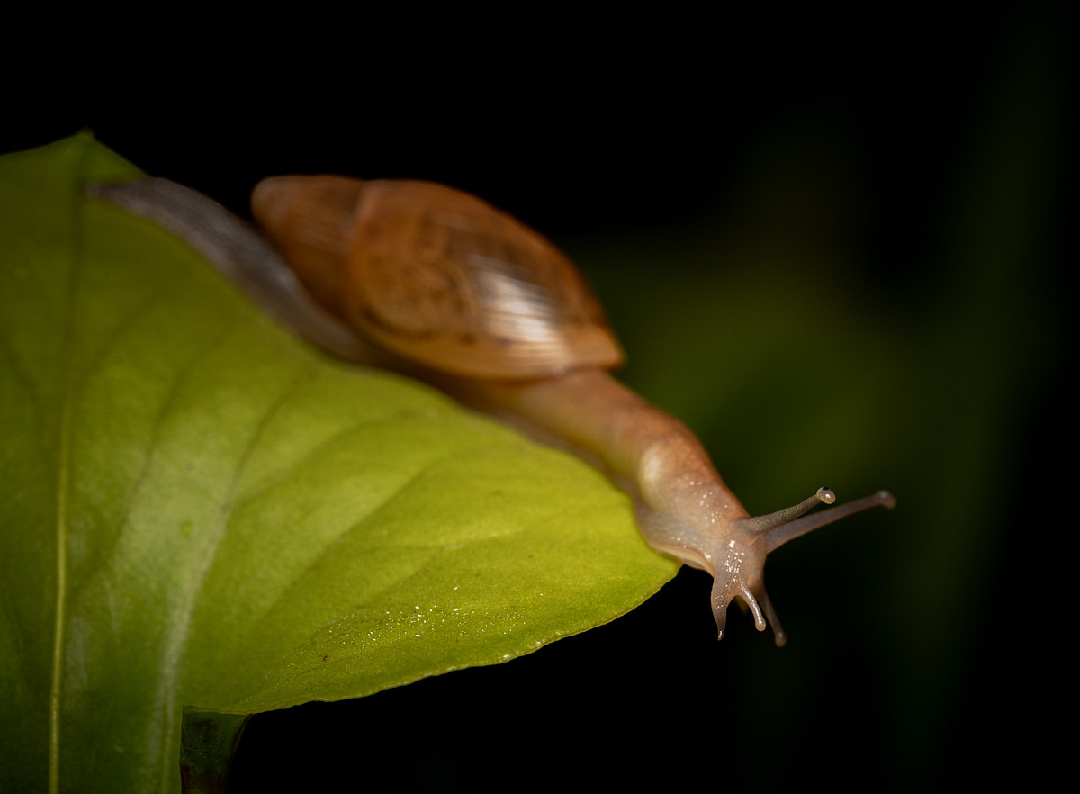 Exploring Life After Dark in the Pitcher Plant Bog Ecosystem