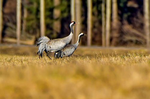 Suur kevadgalerii pildid, kus minugi pilt esindatud.