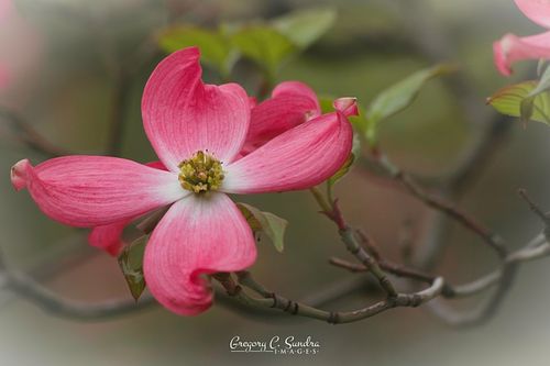 Dogwood Beauty
