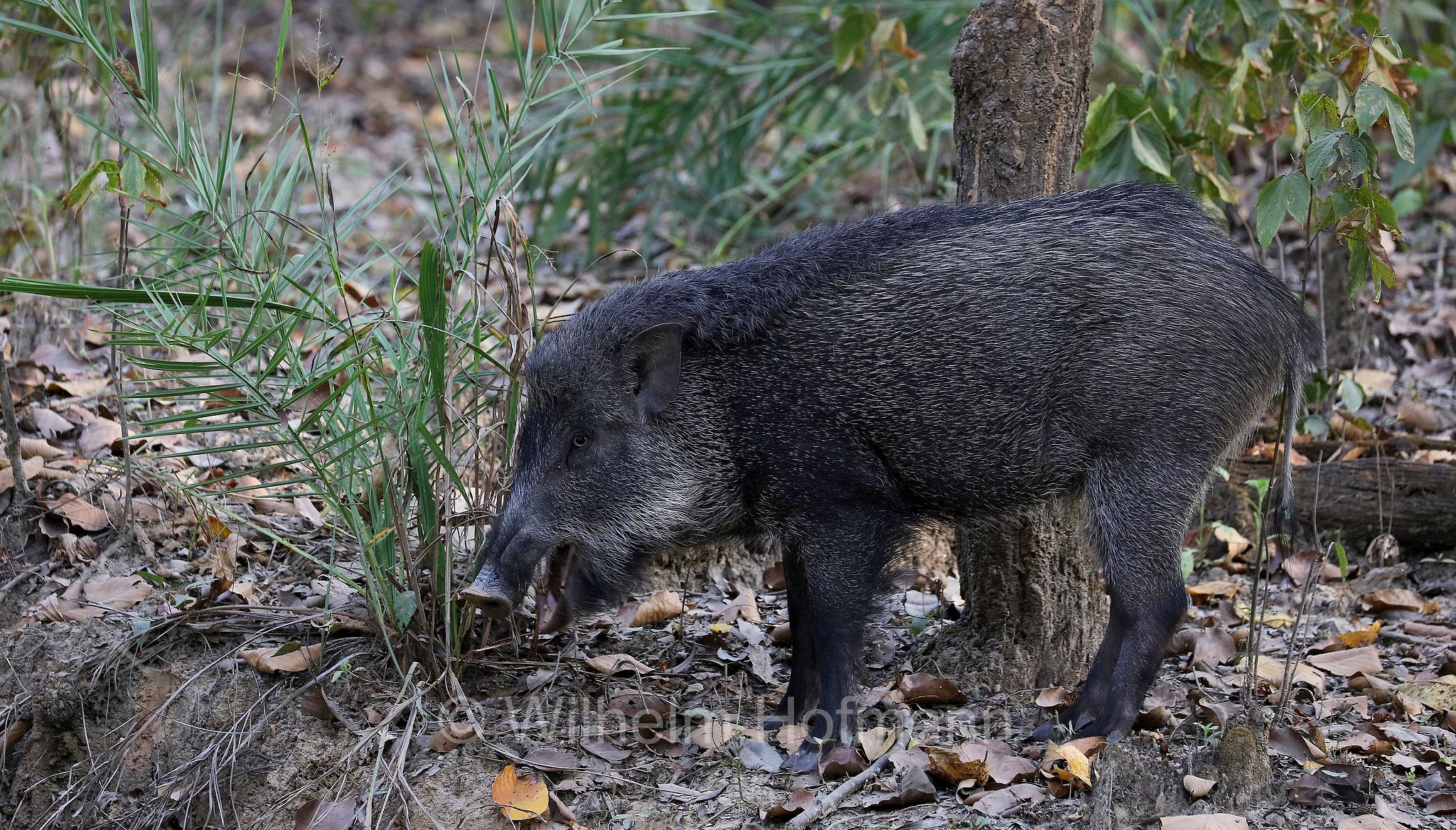 Indian boar, Moupin pig, Indisches Wildschwein, cinghiale indiano, Sus scrofa cristatus, Kanha National Park, Kanha-Nationalpark, parco nazionale di Kanha, Madhya Pradesh, India, Indien