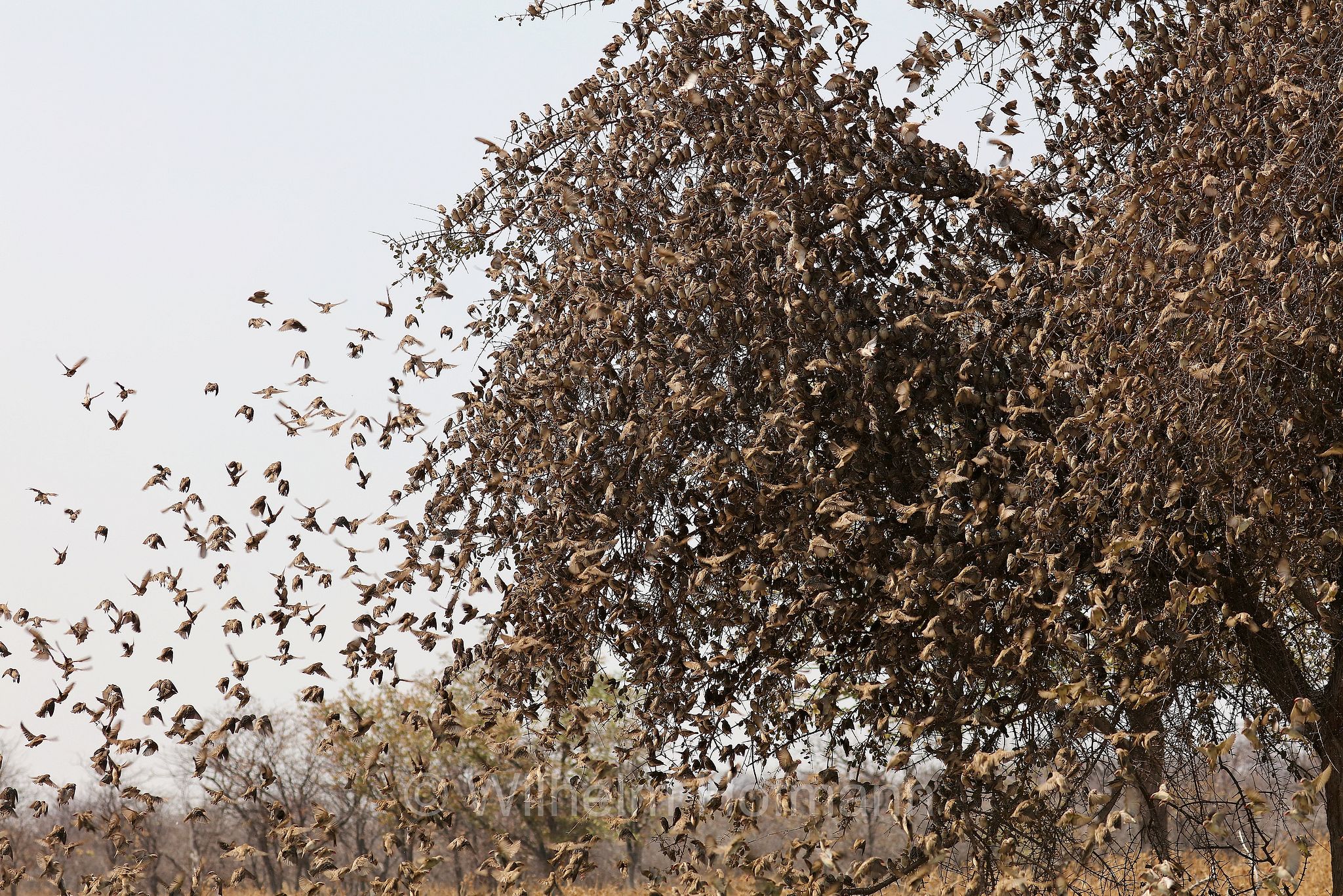 red-billed quelea, red-billed weaver, red-billed dioch, Blutschnabelweber, quelea beccorosso, Quelea quelea, Etosha-Nationalpark, Etosha National Park, parco nazionale d'Etosha, Namibia