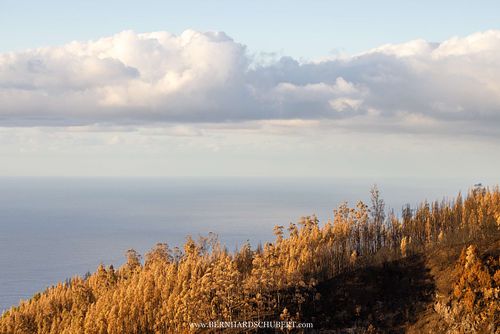 Drought stressed eucalypt forest