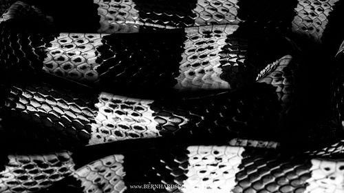 Bungarus candidus - Malaiischer Krait