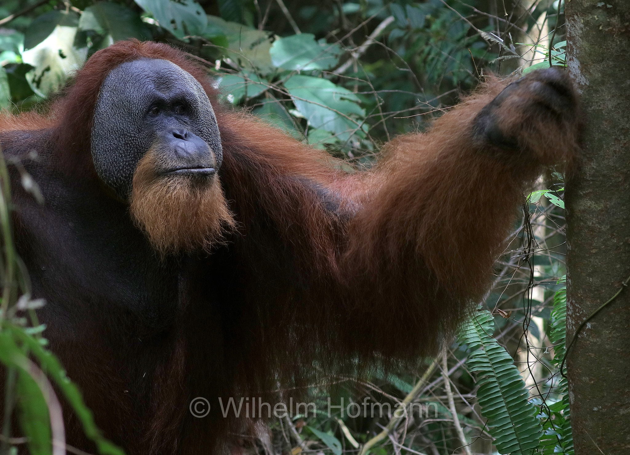 Sumatran orangutan, Sumatra-Orang-Utan, orango di Sumatra, Pongo abelii, Gunung Leuser National Park, Nationalpark Gunung Leuser, parco nazionale di Gunung Leuser, Bukit Lawang, Sumatra, Indonesia, Indonesien